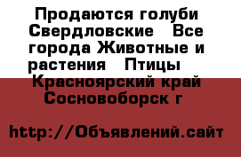 Продаются голуби Свердловские - Все города Животные и растения » Птицы   . Красноярский край,Сосновоборск г.